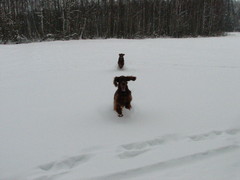 winterday 02-2009 140