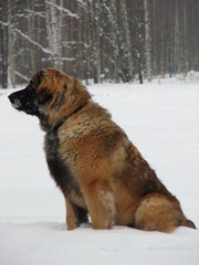 winterday 02-2009 148