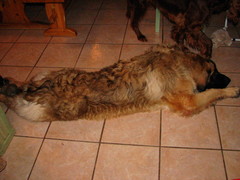 pentutreffit 1.3.2009 002