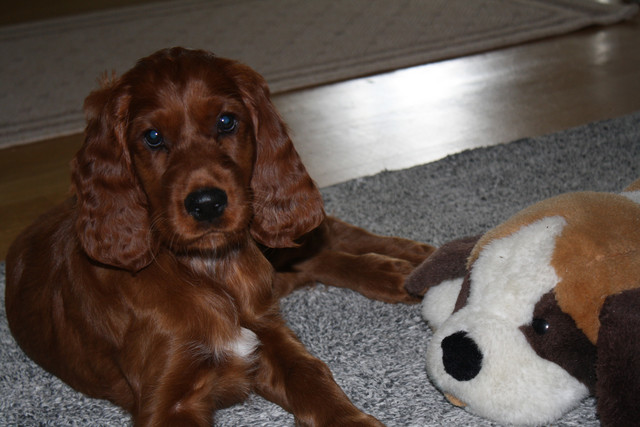 kovin on hiljainen leikkikaveri