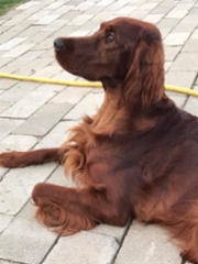 33166005_10156394828104096_76443511561388032_n