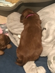 439da422-c659-4429-9e14-489ed7458a40