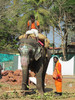 Dumbo ja duunarit.  Elephant and businesmen.  Anjuna, Goa 18.1.