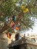 Toivomuspuu.  A tree for wishes. Tiruvannaamalai 1.3.  Kuva S.P.