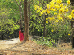 Kukkiva puu.  A blooming tree.  Bangalore 6.3.