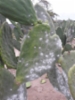 20180227_Nazca, kokenillikirvan kasvatusta kaktuksissa