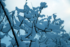 Talvi - Winter