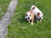 barbo ja belissa koiram�ell� 18.6.2008 kuva3