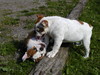 barbo ja belissa koiram�ell� 18.6.2008 kuva4