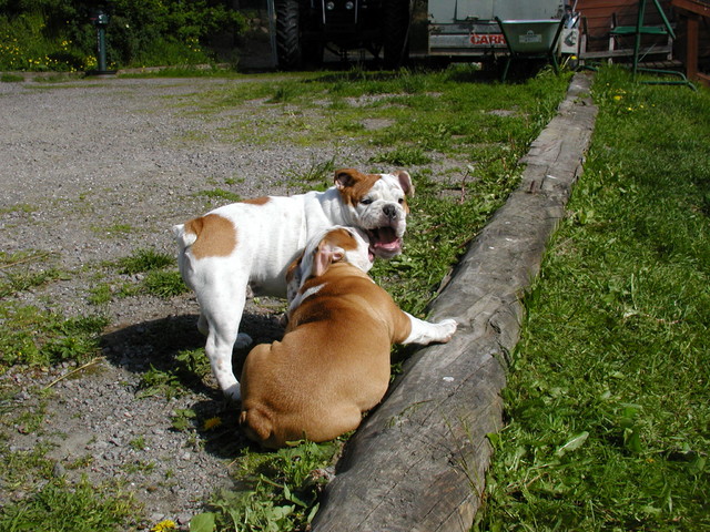 barbo ja belissa koiram�ell� 18.6.2008 kuva5
