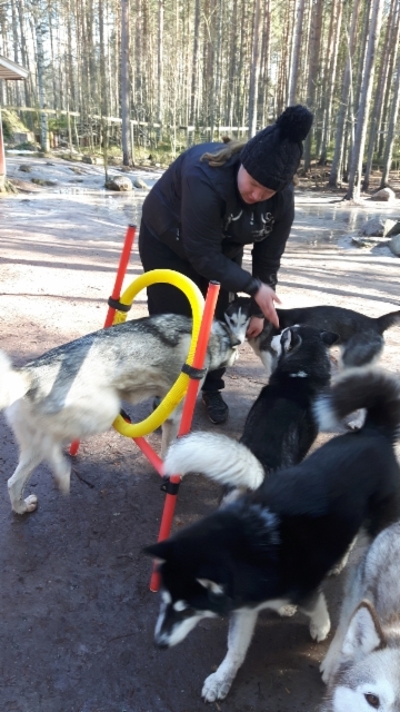 Mervi opettaa temppuja koirille maaliskuussa 2017