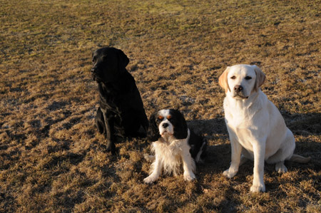 labradorit ja suuri johtaja
