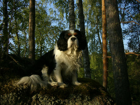 bobi, kesa 2006