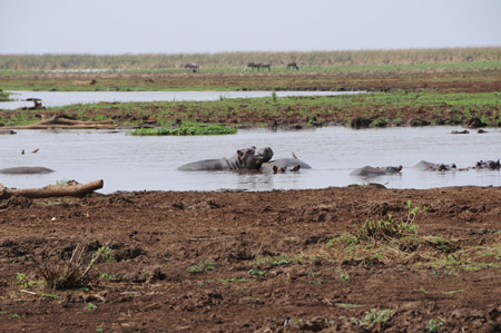 hippoja