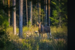 Kohtaaminen