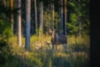 Kohtaaminen