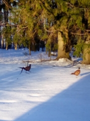 fasaanit_kevathangella