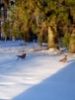 fasaanit_kevathangella