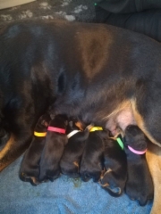 Joku heist&auml; on Aino. Kuva Jarno Sirrola