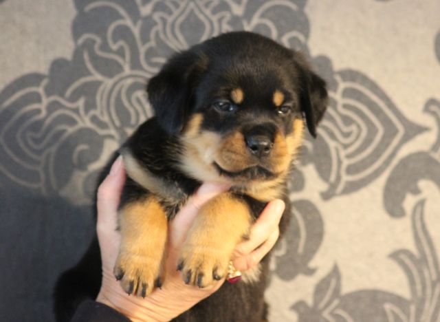 1553367355345_1_orig