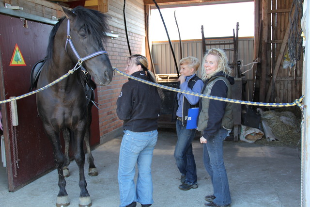 Homeopaatti Marika Kuoppala ja ratsuttaja Tiina Koski tutkimassa hevosta