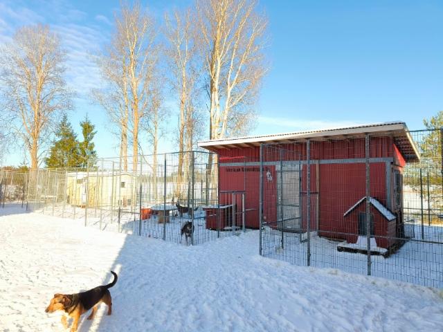 Punainen ja keltainen koiratalo