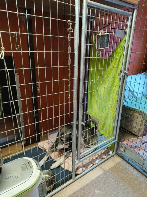 Punaisen koiratalon pikkuh&auml;kki