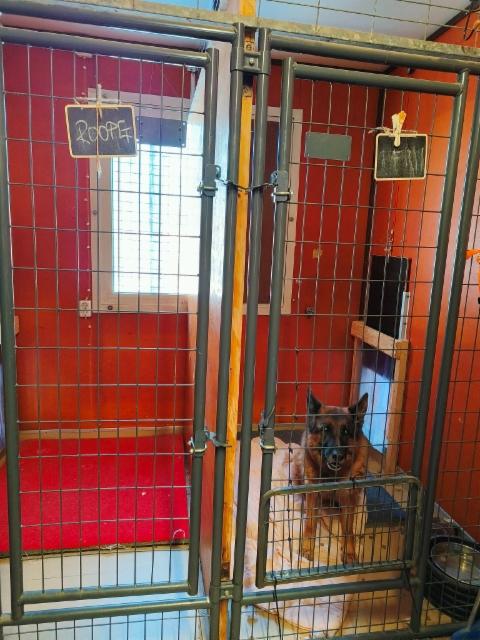 Punaisen koiratalon 2 h&auml;kki&auml;