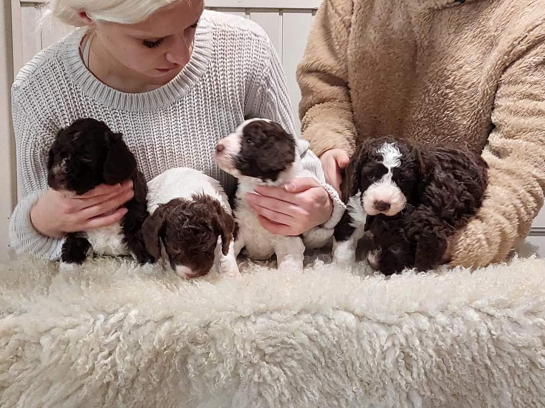 espanjanvesikoira-b-pentue-2021-kennel-lempeen
