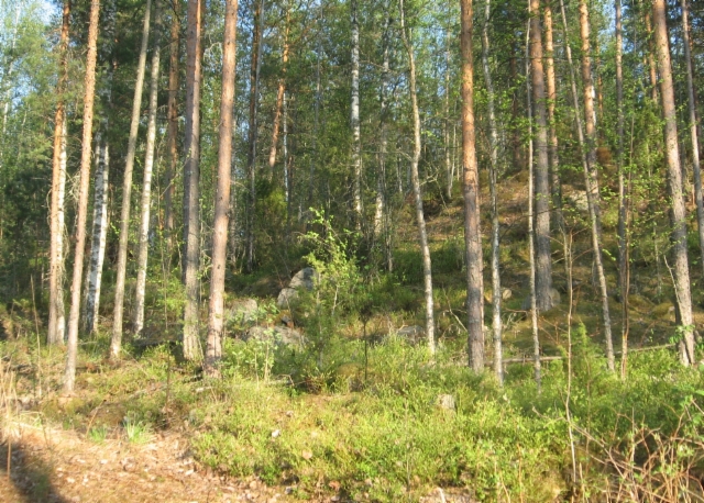 Marja/sienimetsä aivan omalla nurkalla