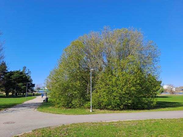 tuomi_lahes_kukassa tuomi_lahes_kukassa