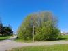 tuomi_lahes_kukassa