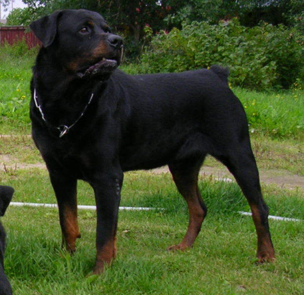 marotincobraracks2005