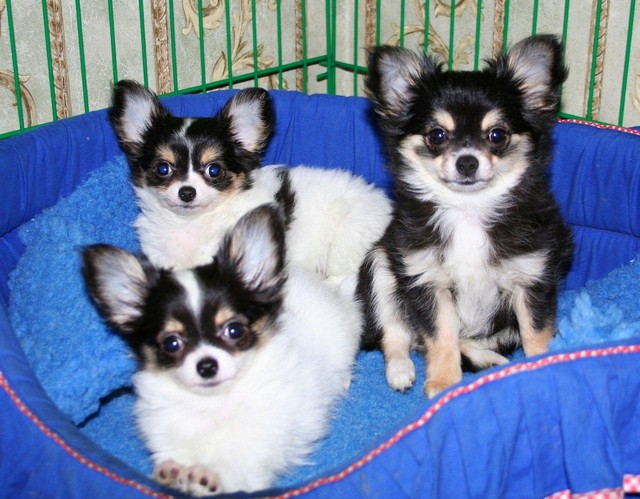 chihuahua puppies