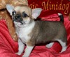 Magic Minidog Top Model