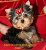 Magic Minidog Most Likely - Melli