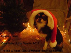 Magic Minidog Black Samantha -Pippa