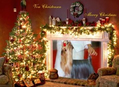 Von Christensen yorkies -Merry Christmas