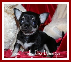 Magic Minidog Cher Dominique 