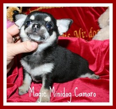 Magic Minidog Camarao -MYYTY