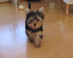 Magic Minidog Born To Be Happy -Roni