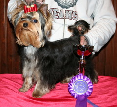 Magic Minidog Easy To love first dogshow