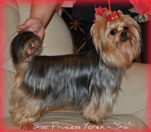 Sissi Princess Yorex - " Sisi "