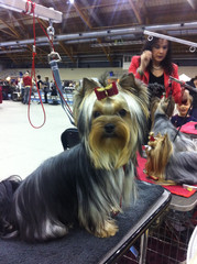 Magic Minidog Daniella -" Ella" first dogshow 