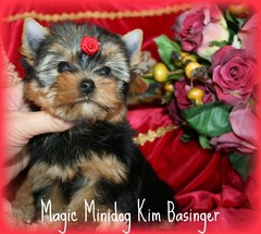 Magic Minidog Kim Basinger 8 viikkoa