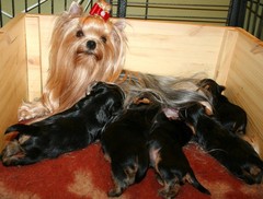 Magic Minidog Make Me Happy & puppies 3 weeks 