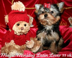 Magic Minidog Latin Lover 11 viikkoa