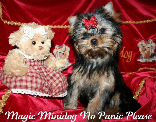 Magic Minidog No Panic Please  3kk
