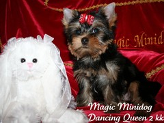 Magic Minidog Dancing Queen 2 kk
