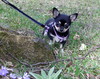 Magic Minidog Cool Black Girl-"Pipu"